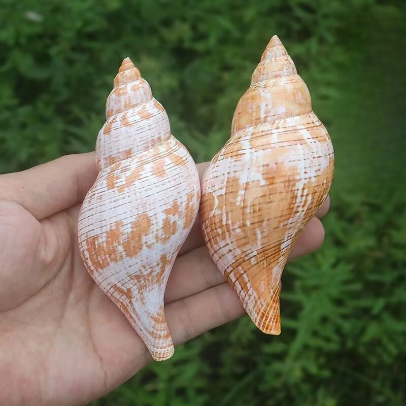 Natural Conch Tulip Snail Herm - Aquarium Fish Popular ulasan dan harga