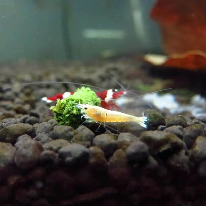 Spinach Shrimp Feed Ornamental - Aquarium Fish Vitamin ulasan dan harga