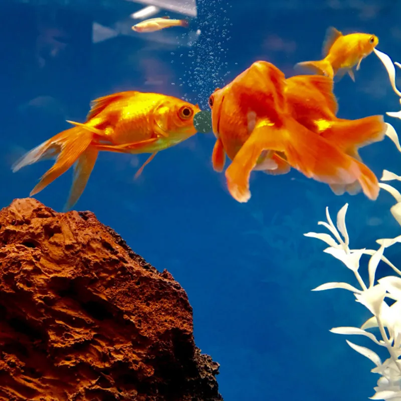 100pcs High Purity Spirulina T - Aquarium Fish Vitamin ulasan dan harga